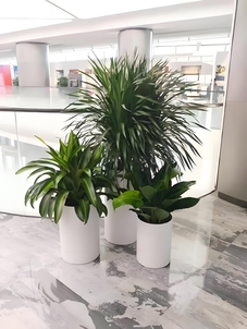 花卉出租选北仑，价格实惠，畅享缤纷绿植世界